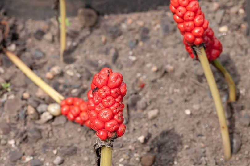 Arum maculatum - Aronstab