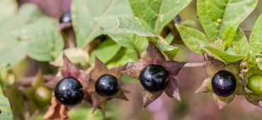 Atropa belladonnna - Tollkirsche