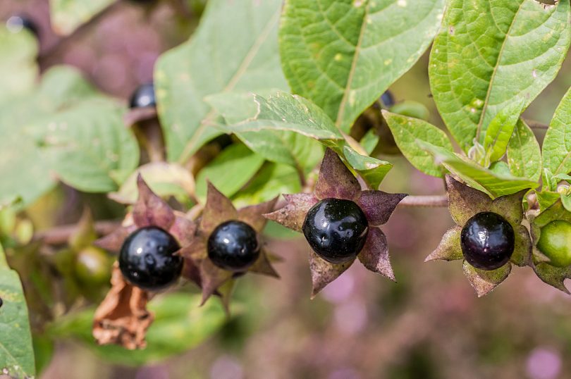 Atropa belladonnna - Tollkirsche