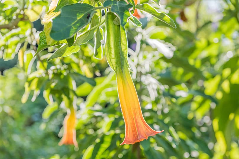 Brugmansia sanguinea