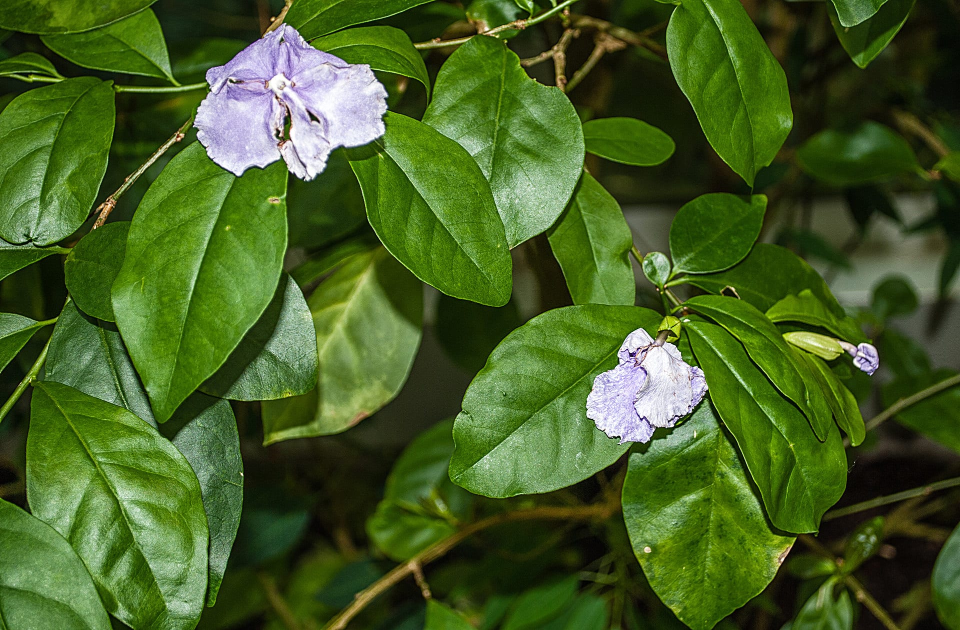 Brunfelsia pauciflora - Purpurne Brunfelsie