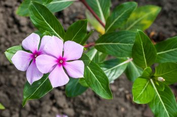 Catharanthus roseus - Tropisches Immergrün