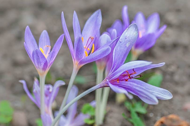 Colchicum autumnale - Herbstzeitlose