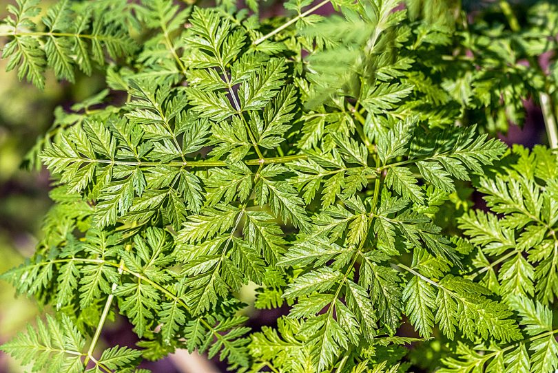 Conium maculatum - Gefleckter Schierling