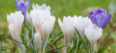 Crocus sp. - Krokus