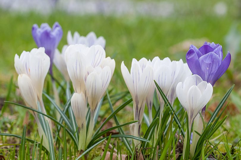 Crocus sp. - Krokus