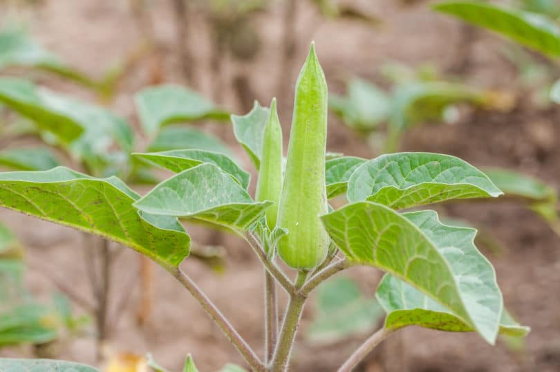 Datura innoxia - Großblütiger Stechapfel