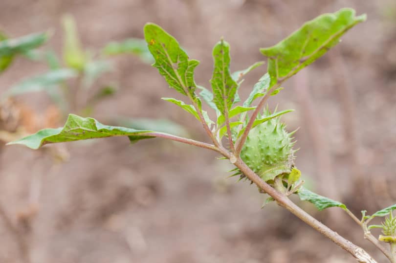 Datura metel - Indischer Stechapfel