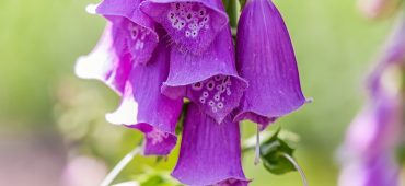 Digitalis purpurea - Fingerhut