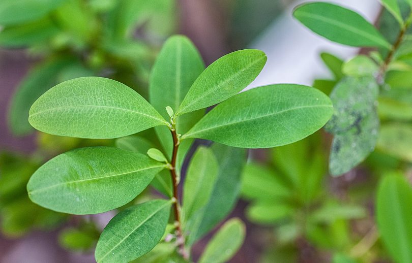 Erythroxylum novogranatense - Coca