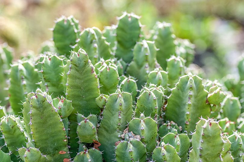 Euphorbia resinifera - Maghrebinische Säulenwolfsmilch