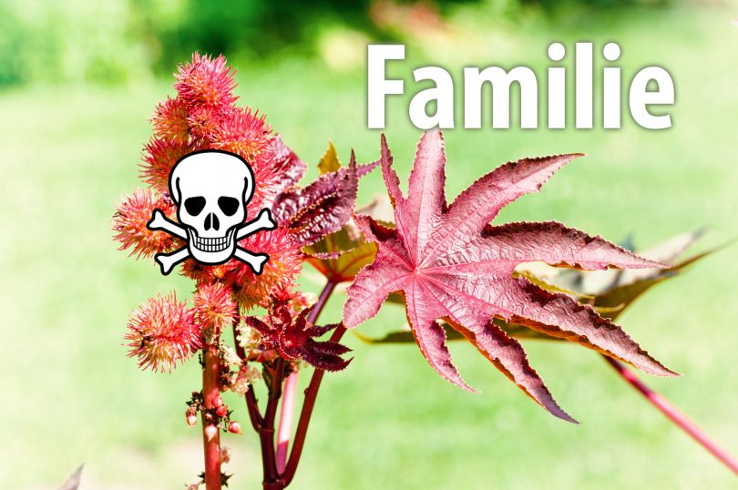 Pflanzenfamilien von Giftpflanzen