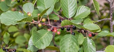 Frangula alnus - Faulbaum