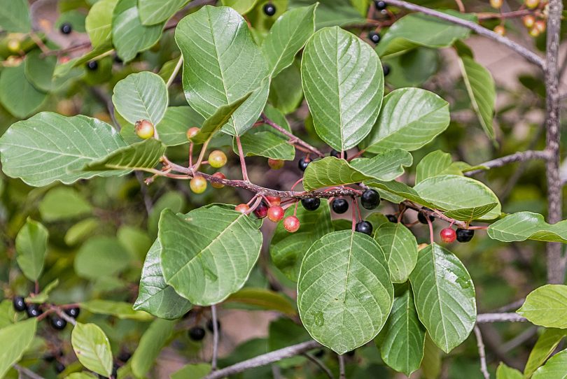 Frangula alnus - Faulbaum