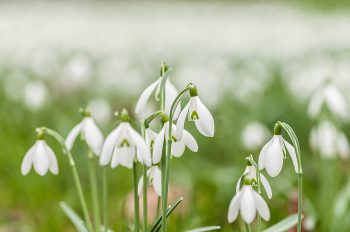 Galanthus nivalis - Schneeglöckchen
