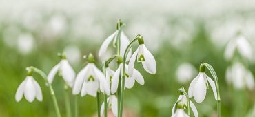 Galanthus nivalis - Schneeglöckchen