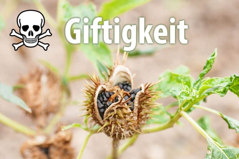 Giftigkeit