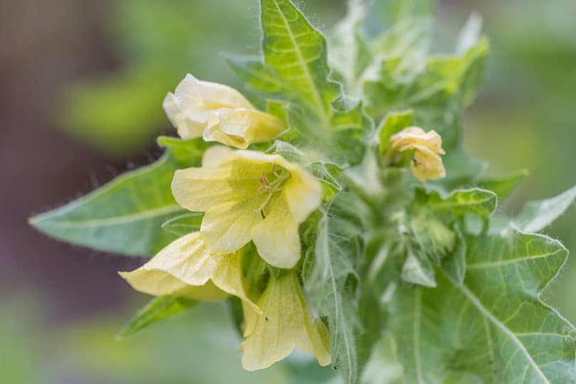 Hyoscyamus niger - Schwarzes Bilsenkraut