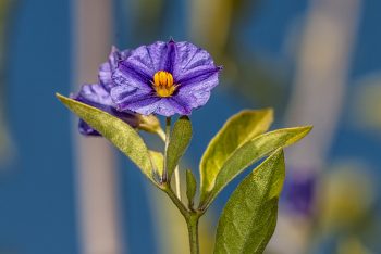 Lycianthes rantonnetii - Kartoffelbaum