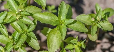 Mercurialis annua - Einjährige Bingelkraut