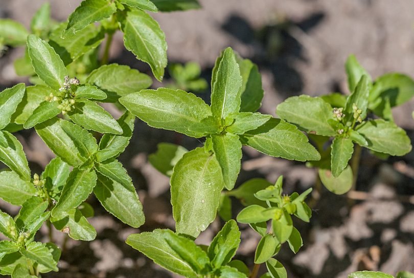 Mercurialis annua - Einjährige Bingelkraut