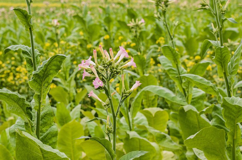 Nicotiana tabacum - Tabak