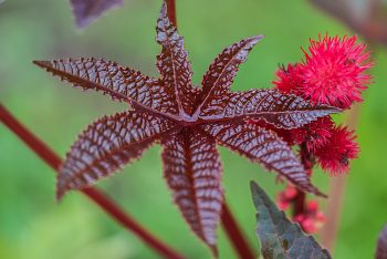 Ricinus communis - Rizinus