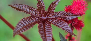 Ricinus communis - Rizinus