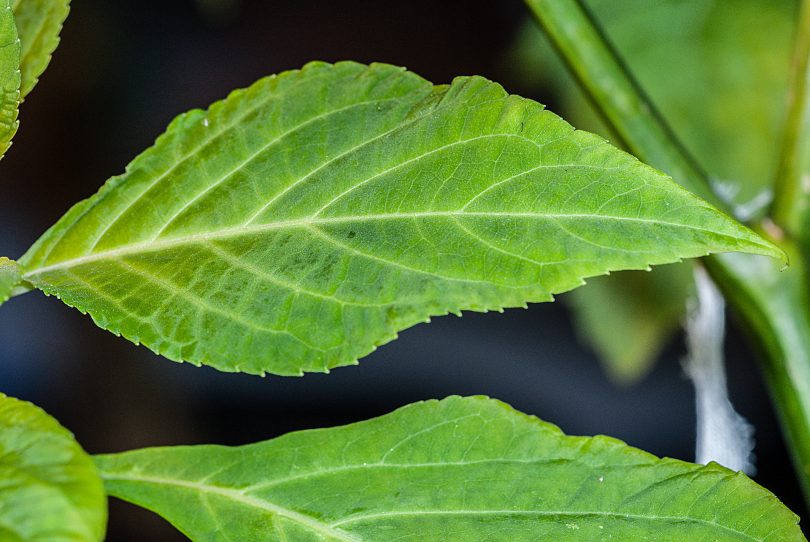 Salvia divinorum - Azteken-Salbei