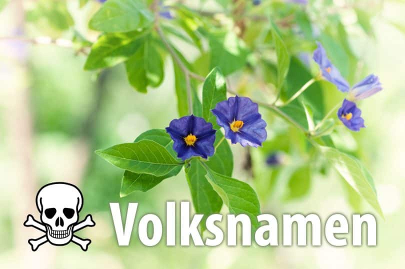 Volksnamen von Giftpflanzen