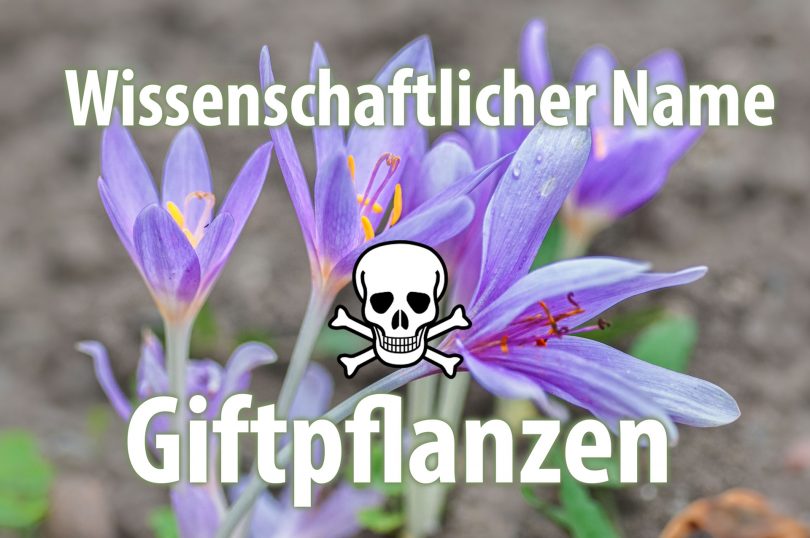 Wissenschaftlicher Name von Giftpflanzen